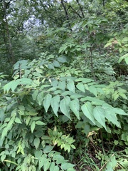 Celtis occidentalis