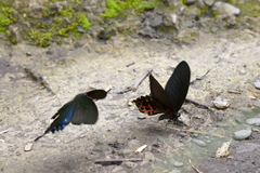 Papilio bianor thrasymedes