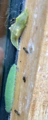 Pieris rapae