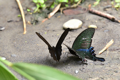 Papilio bianor thrasymedes