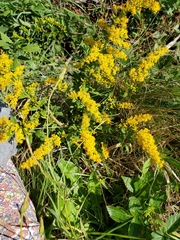 Solidago rugosa