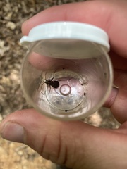 Apterodela unipunctata