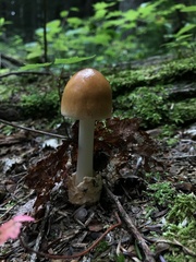 Amanita fulva