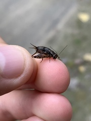 Allonemobius maculatus