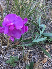 Lathyrus