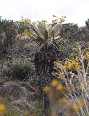 Espeletia