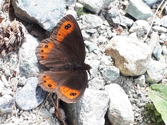 Erebia montanus