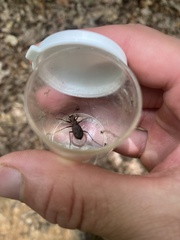 Apterodela unipunctata