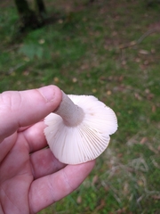 Russula ochroleuca