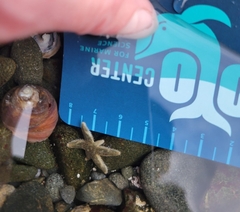 Leptasterias hexactis