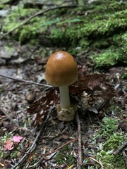 Amanita fulva