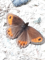 Erebia montanus