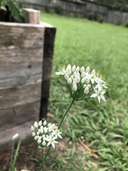 Allium tuberosum