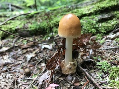 Amanita fulva