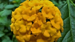 Lantana depressa