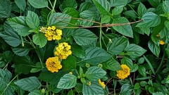 Lantana depressa