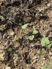 Erodium texanum