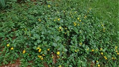 Lantana depressa