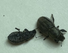 Naupactus peregrinus