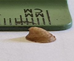 Ancylus fluviatilis