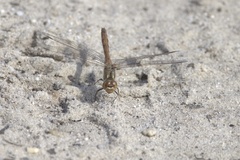 Sympetrum vulgatum
