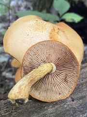 Gymnopilus subspectabilis
