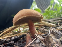 Hortiboletus