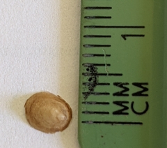 Ancylus fluviatilis