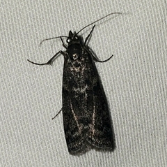 Pyraloidea