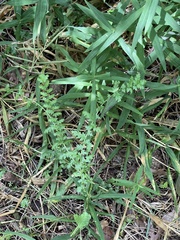 Filipendula vulgaris