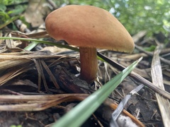 Hortiboletus