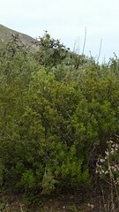 Protea nitida