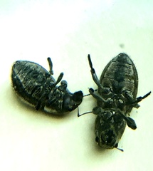 Naupactus peregrinus