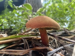 Hortiboletus