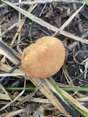 Hortiboletus