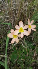 Moraea miniata