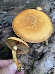 Gymnopilus subspectabilis
