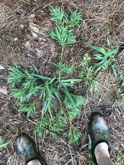 Dichanthelium acuminatum