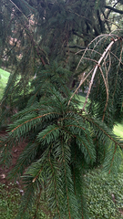 Picea abies