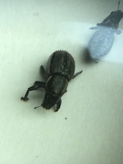 Naupactus peregrinus