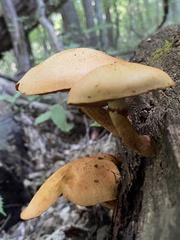 Gymnopilus subspectabilis