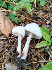 Amidella