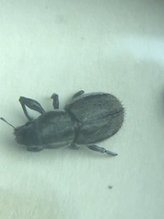 Naupactus peregrinus