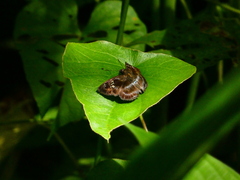 Quadrus cerialis