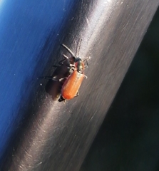 Anthocomus rufus