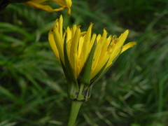 Tragopogon orientalis