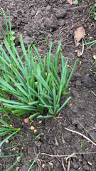 Asparagales