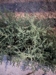 Salsola kali