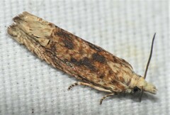 Eucosma ochrocephala