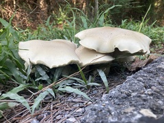 Macrocybe titans